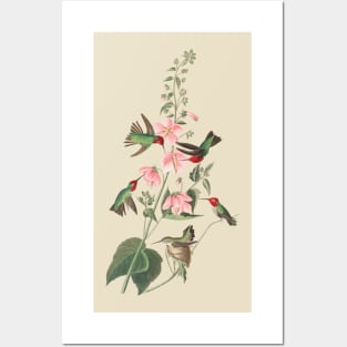 John James Audubon Columbian Humming Bird Posters and Art